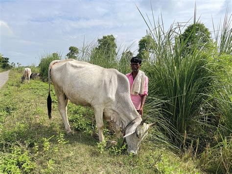 desi milk tank|Homegrown benefit: Why ‘desi’ should be the catchword for .